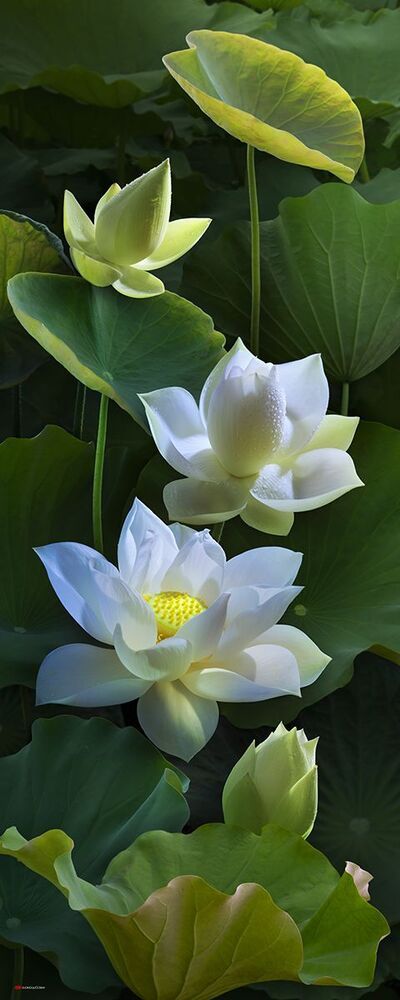 lotus
