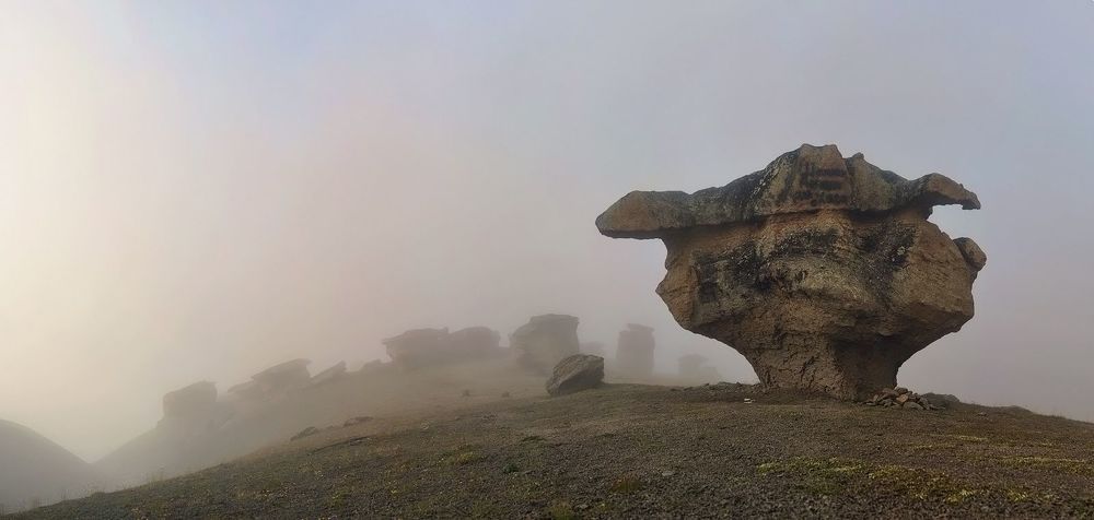 Грибы