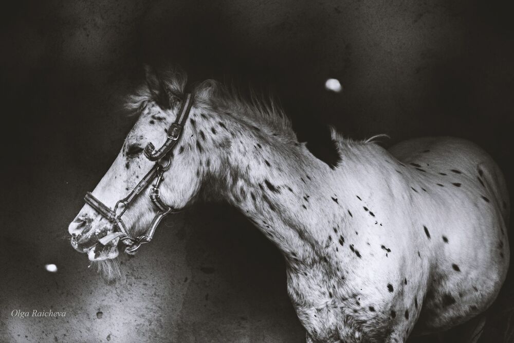 Photo 738717
