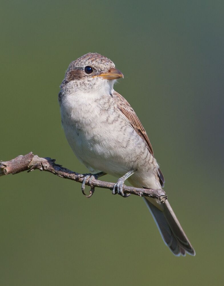 Сорокопут-жулан (лат. Lanius collurio) Слетки