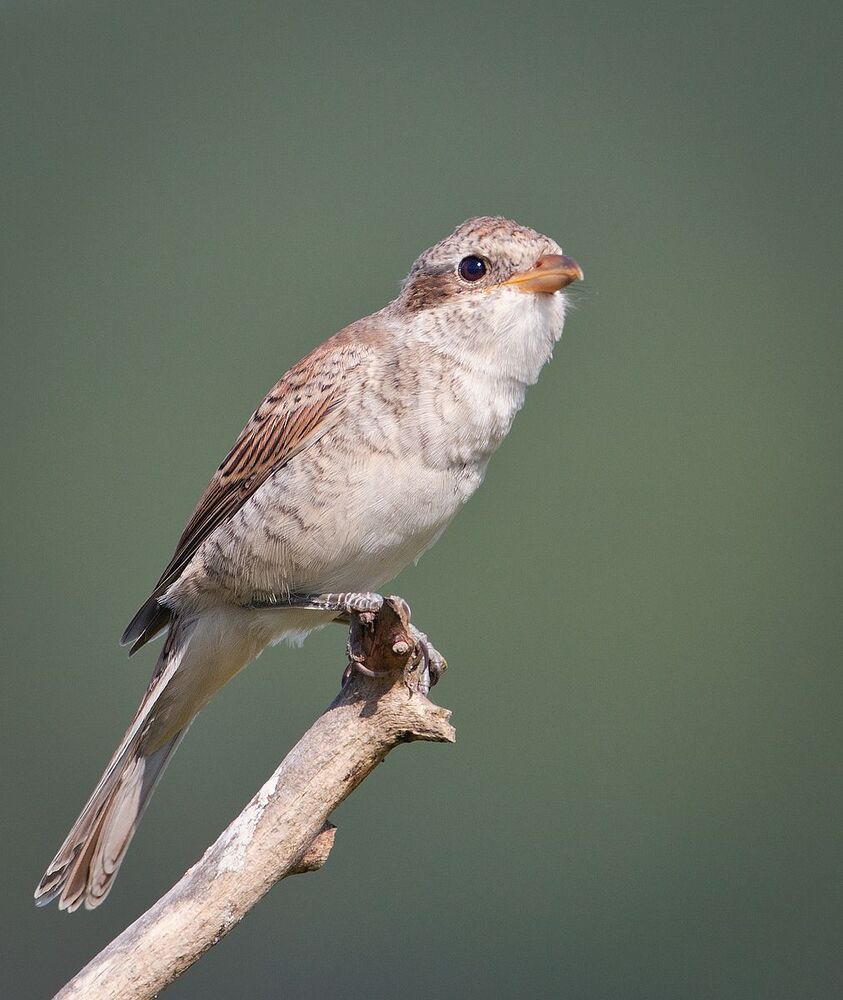 Сорокопут-жулан (лат. Lanius collurio) Слетки