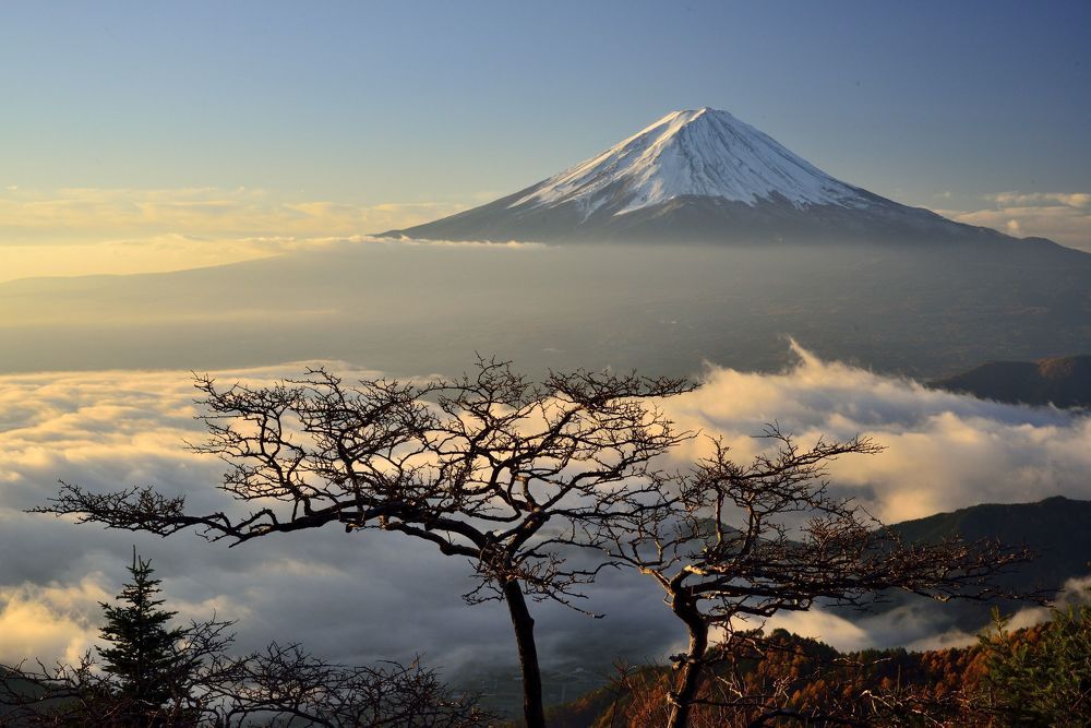 Bonsai Fuji 2
