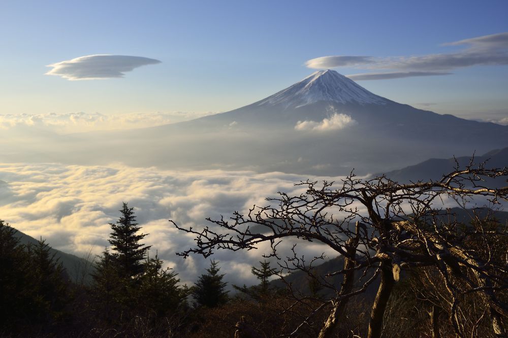 The cut Bonsai Fuji