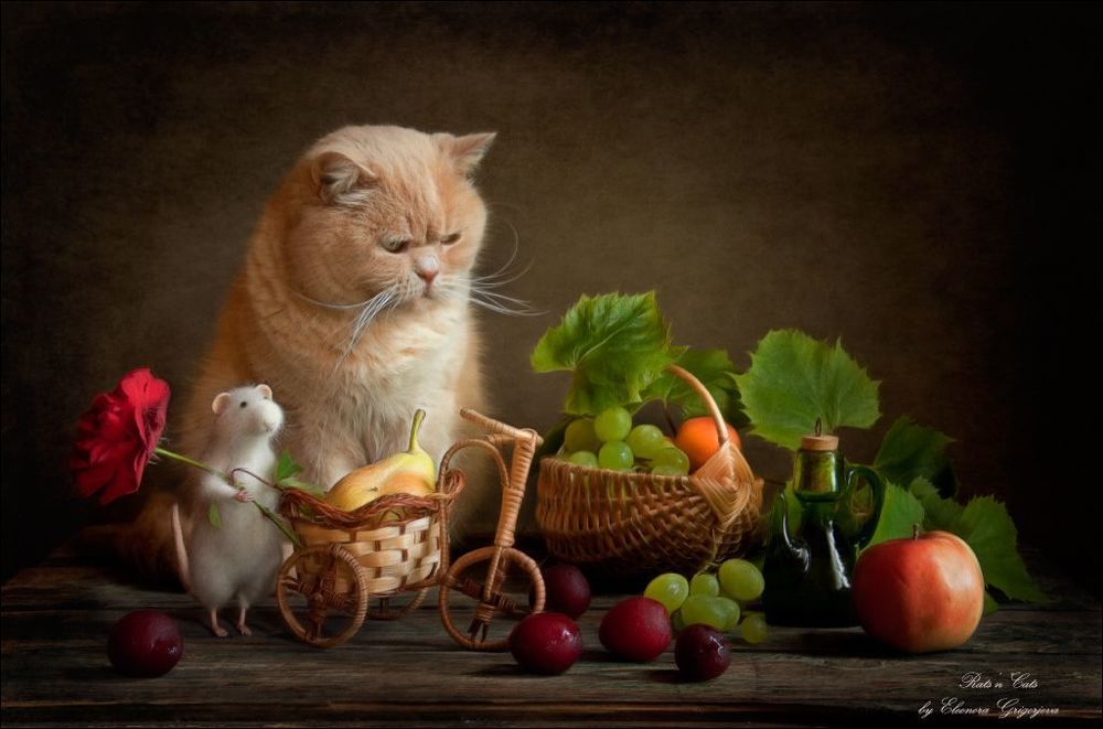 Коту исполнилось 8 лет.
Феликс пришёл поздравить Кота и принёс много вкусных подарков. Тут и виноград, и абрикосы, груша и большое яблоко. И даже виноградный сок, чтобы выпить за здоровье Кота. Феликс срезал большую красную розу в своём саду, чтобы преподнести её имениннику. Вежливый Кот поблагодарил Феликса. Но почему-то он с некоторой грустью смотрит на все эти роскошные фрукты. Пожалуй, стоило подарить ему большой кусок мяса...