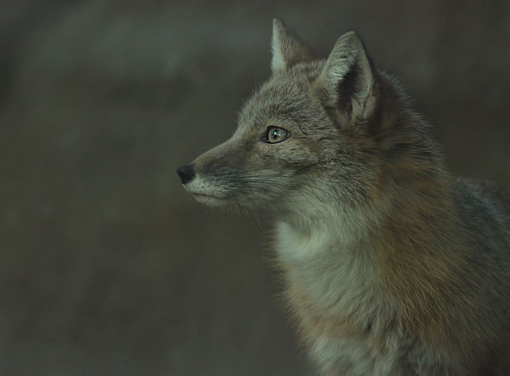 hunter / охотник
