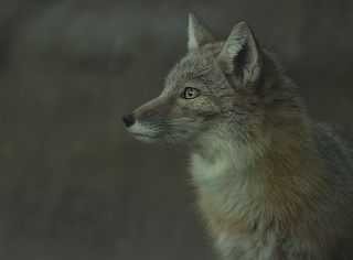 hunter / охотник