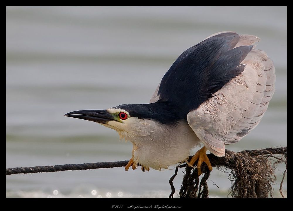 Кваква- Black-crowned Night Heron