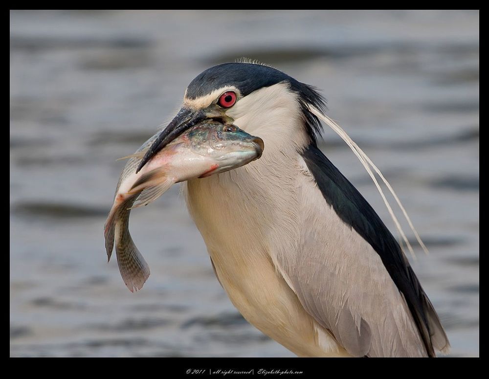 Кваква- Black-crowned Night Heron