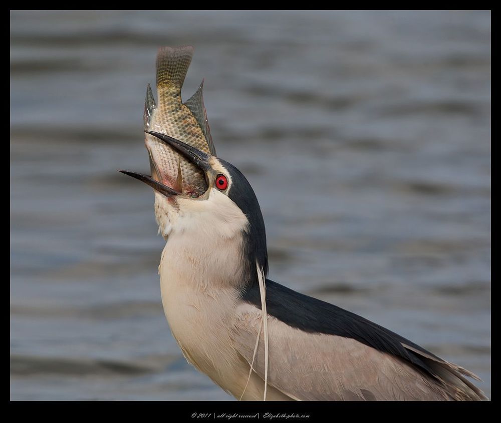 Кваква- Black-crowned Night Heron