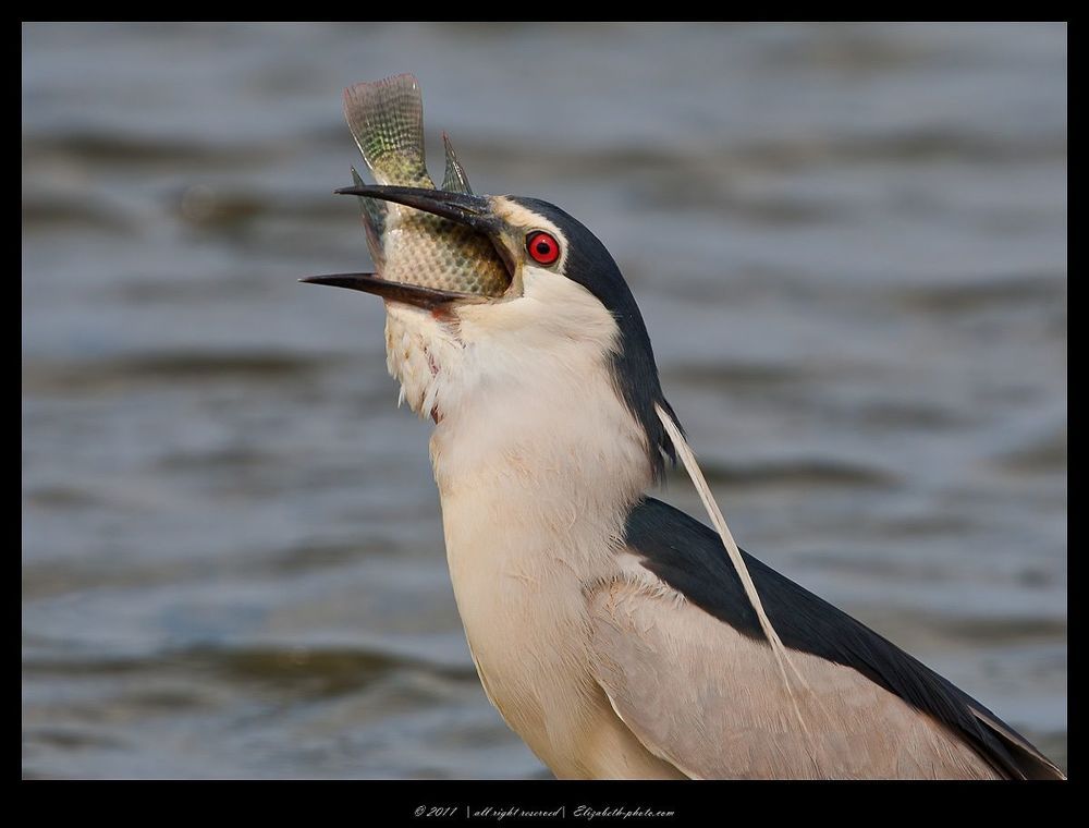 Кваква- Black-crowned Night Heron