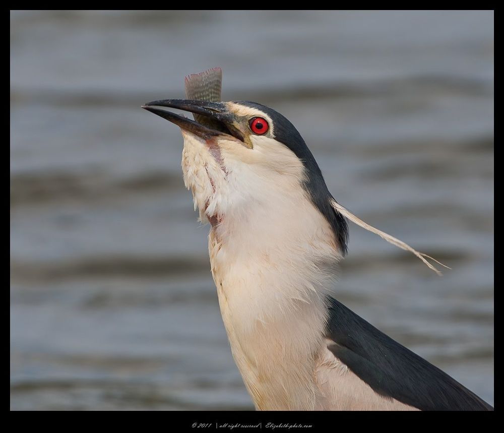 Кваква- Black-crowned Night Heron