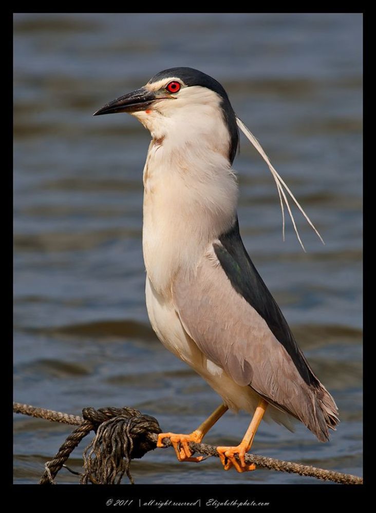 Кваква- Black-crowned Night Heron