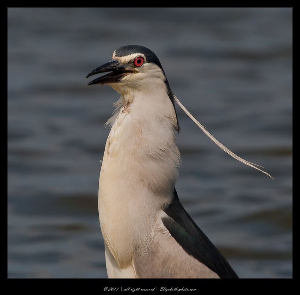 Кваква- Black-crowned Night Heron