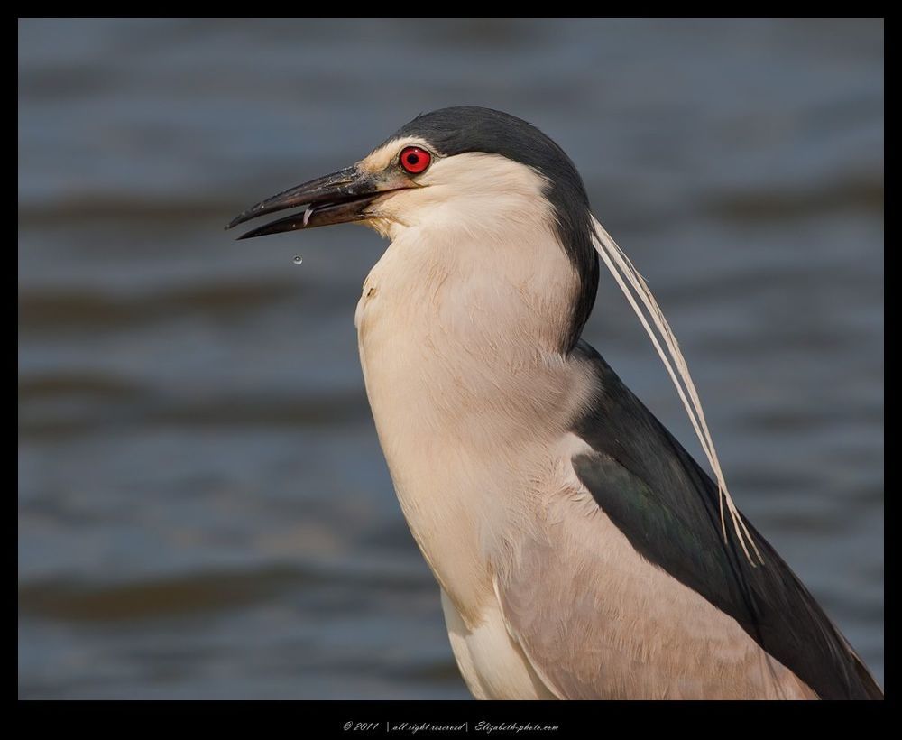 Кваква- Black-crowned Night Heron