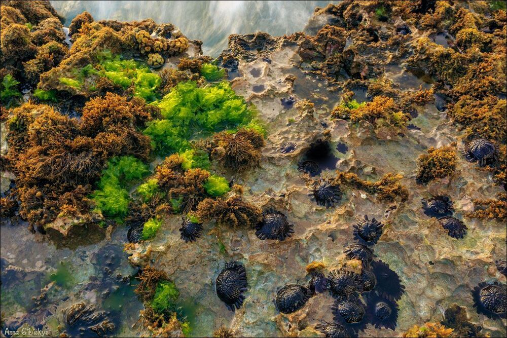 Долго пристраивала штатив, чтоб никого из них не побеспокоить :) Морские ежи?