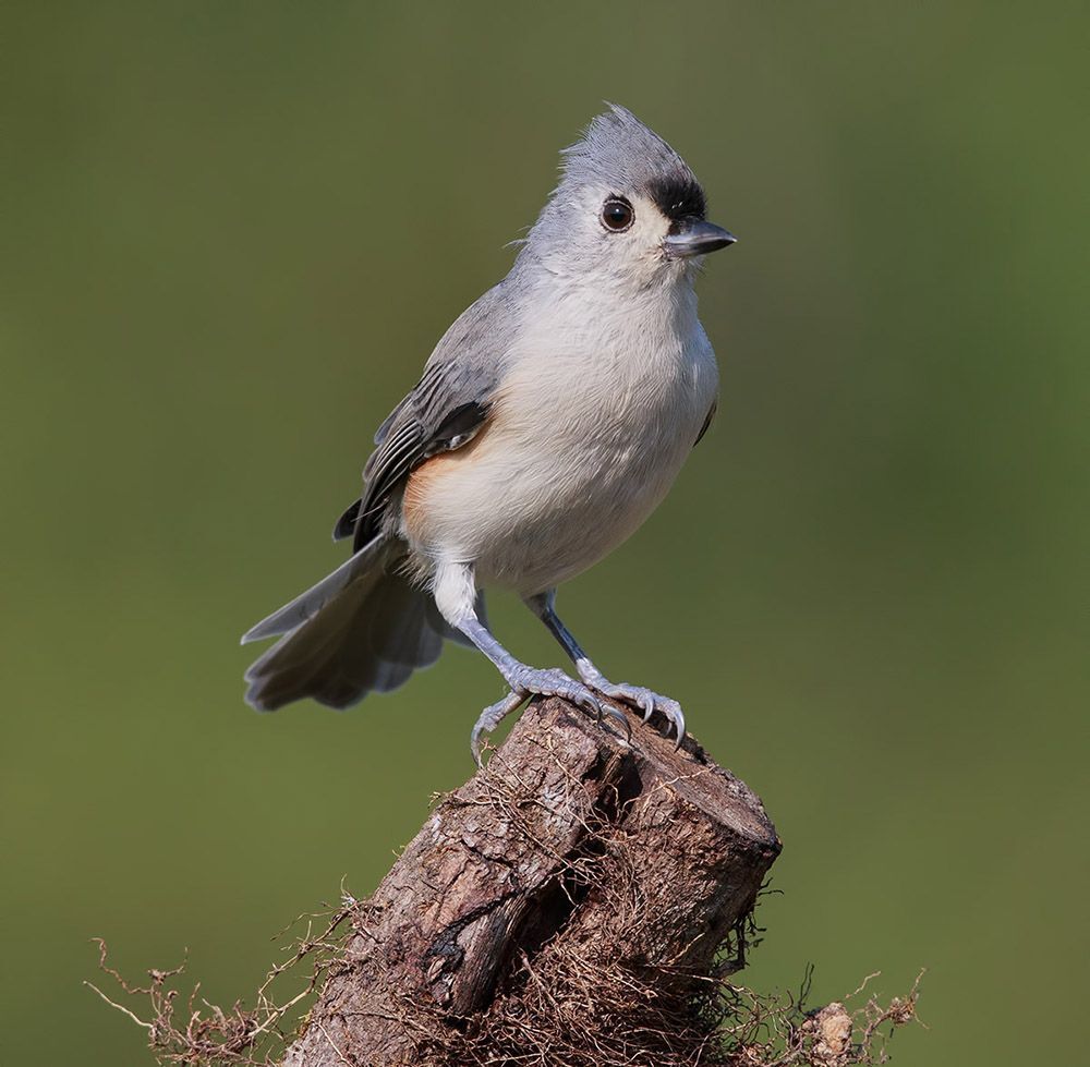 Острохохлая синица - Tufted Titmouse