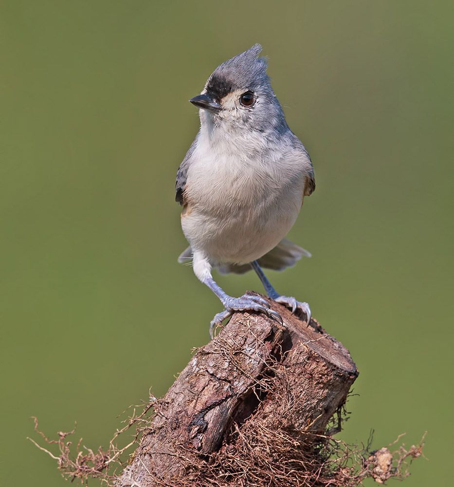 Острохохлая синица - Tufted Titmouse