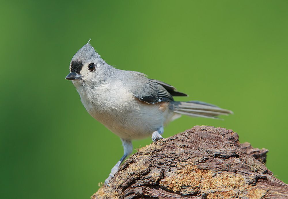 Острохохлая синица - Tufted Titmouse