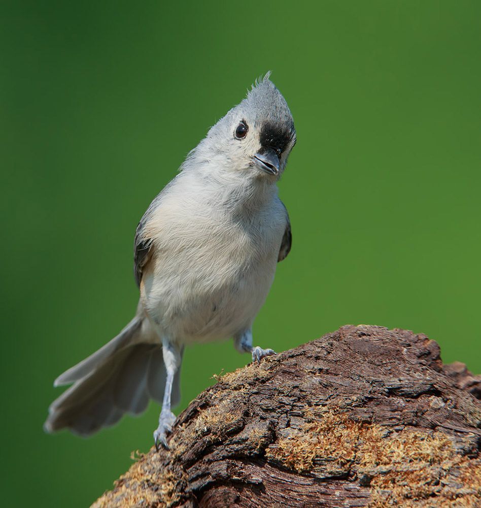 Острохохлая синица - Tufted Titmouse