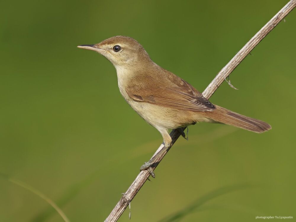 Marsh warbler.