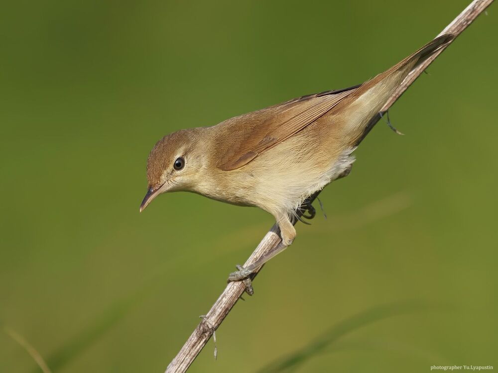 Marsh warbler.