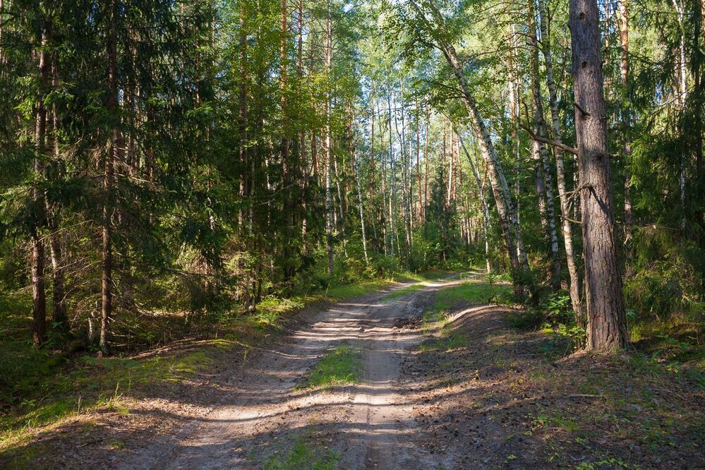 Лесными тропинками