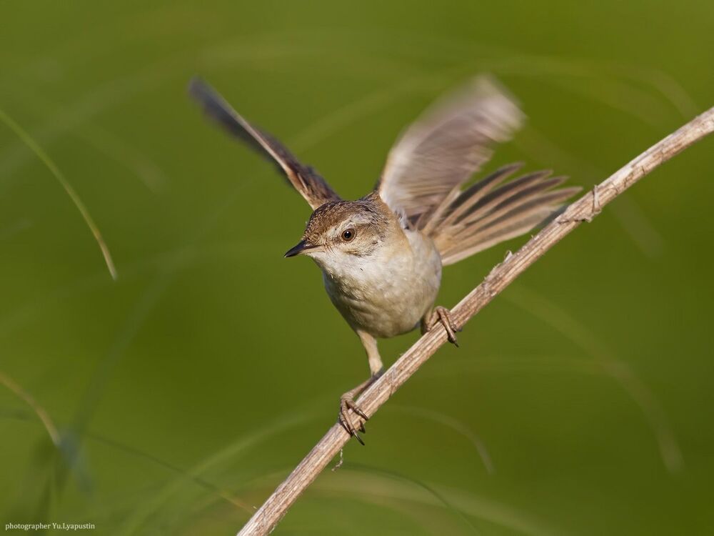 Индийская камышевка.