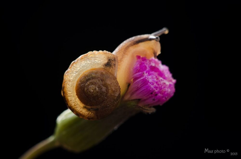 蜗牛