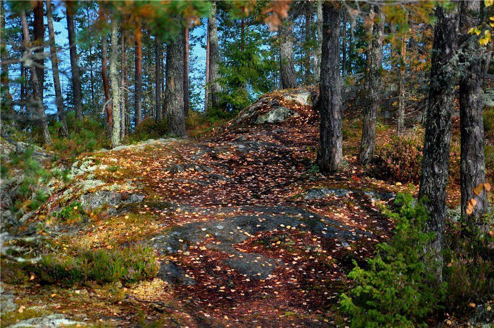 Реповеси