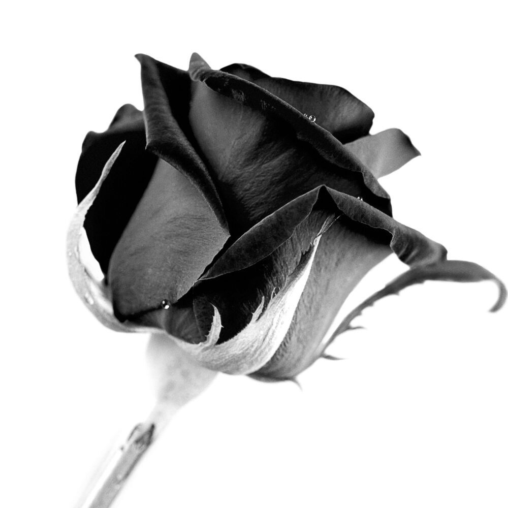 Black Rose / Черная Роза
2012 г.