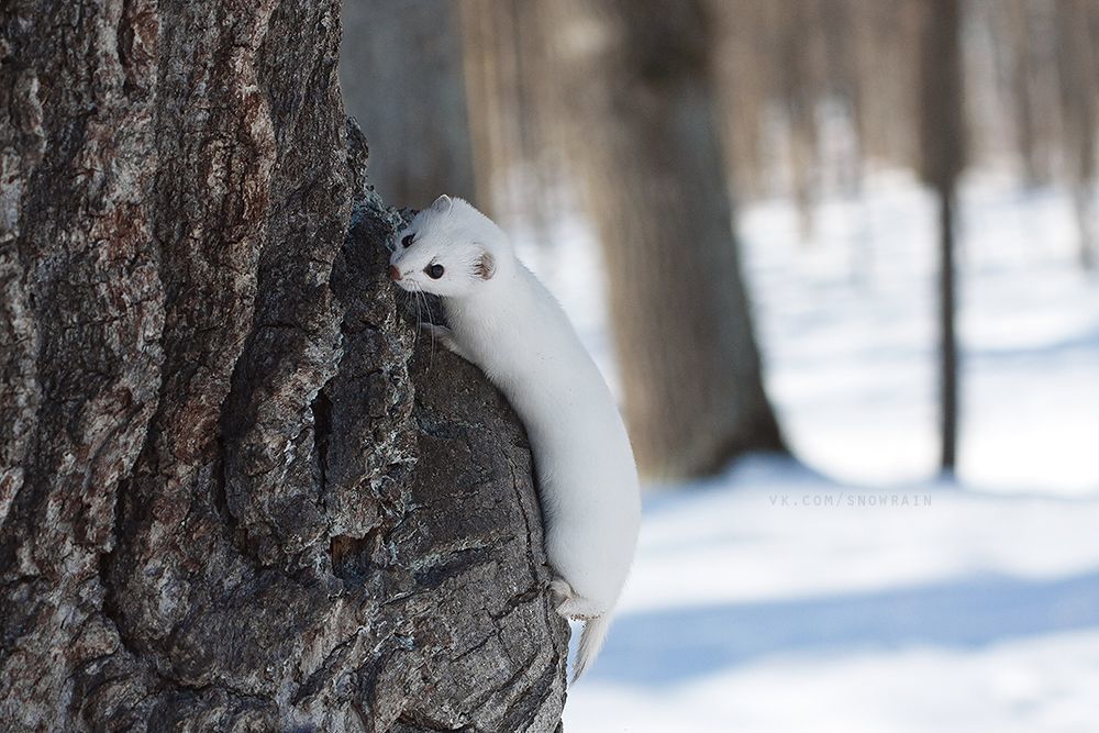 Ласка