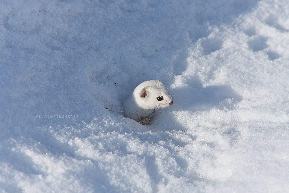 Ласка