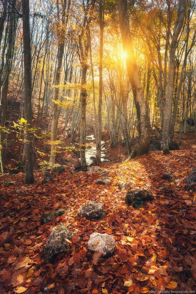 Осенний лес в Большом каньоне Крыма