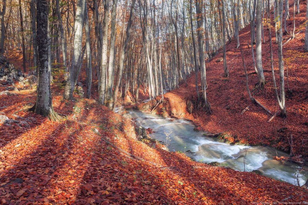 Осенний лес в Большом каньоне Крыма