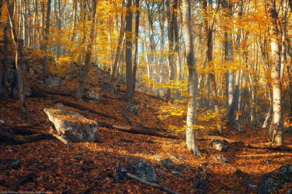 Осенний лес в Большом каньоне Крыма