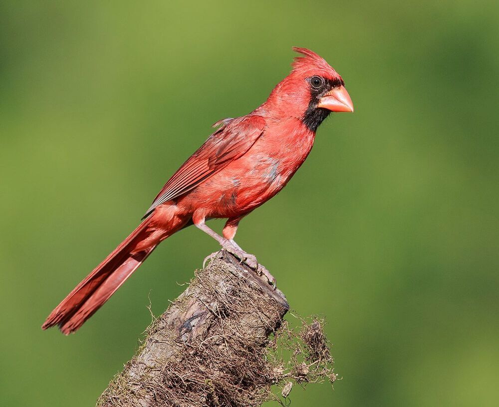 Красный кардинал - Northern Cardinal