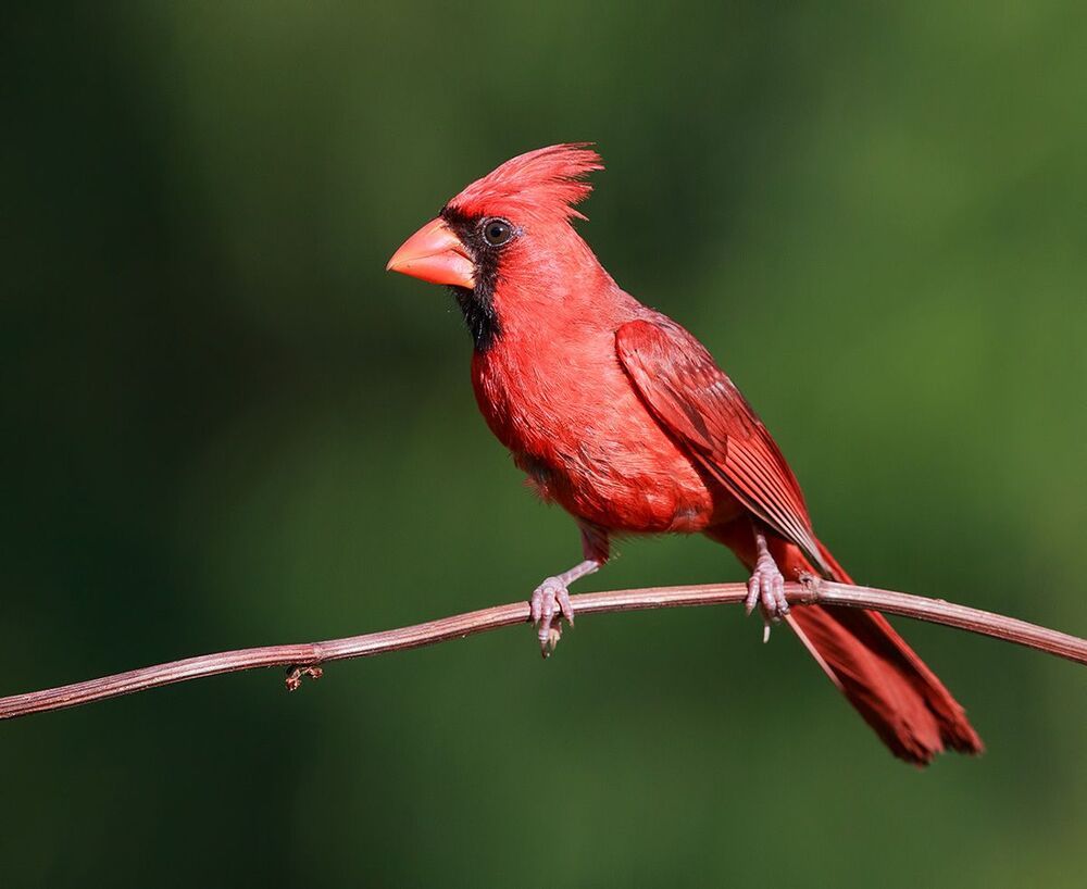 Красный кардинал - Northern Cardinal