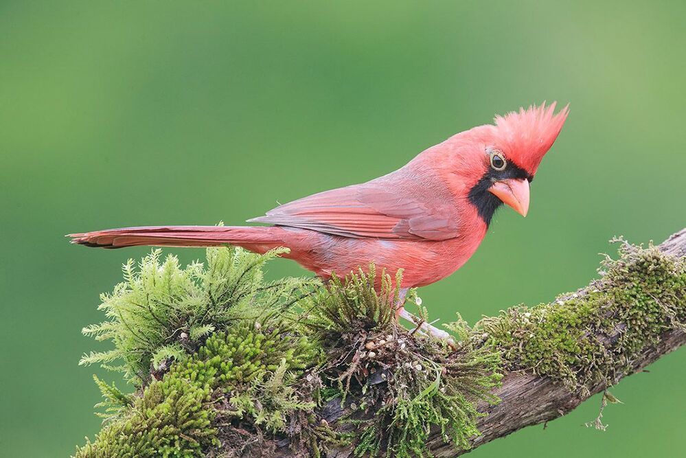 Красный кардинал - Northern Cardinal