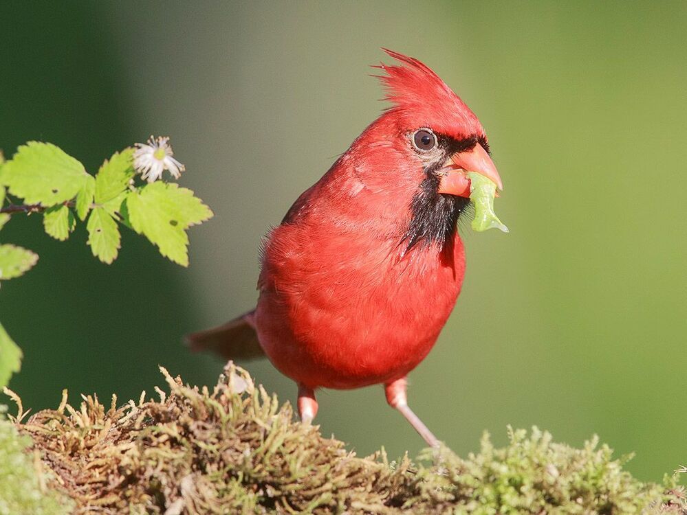 Красный кардинал - Northern Cardinal