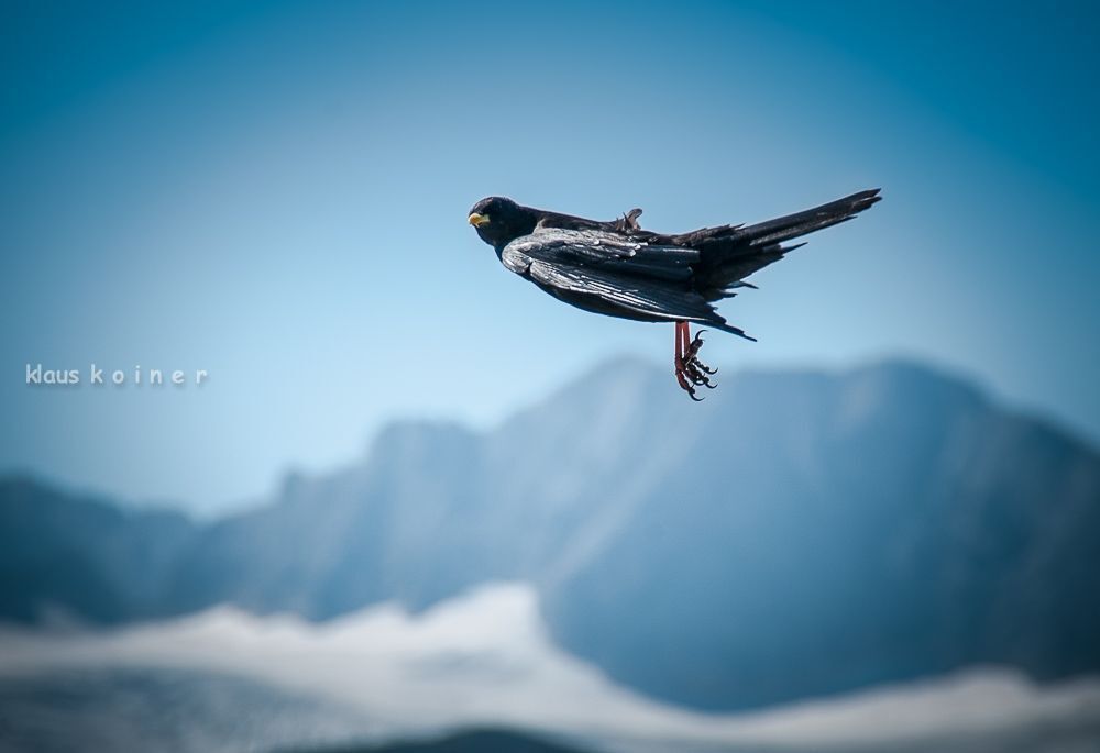 funky bird
