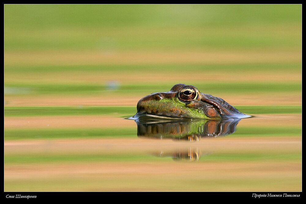 В полосатой воде