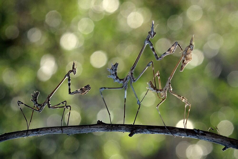mantis_1
Akın Acar