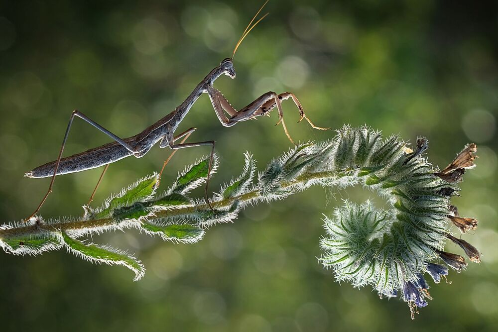 Mantis_2
Akın Acar