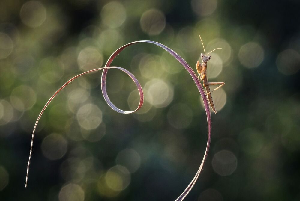 Mantis_4
Akın Acar