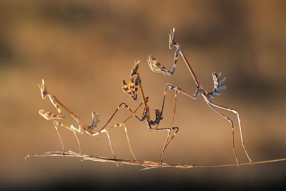 Mantis_5
Akın Acar