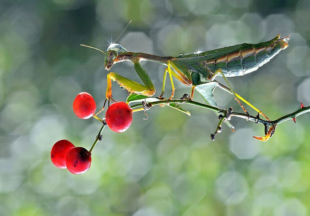 Mantis_6
Akın Acar