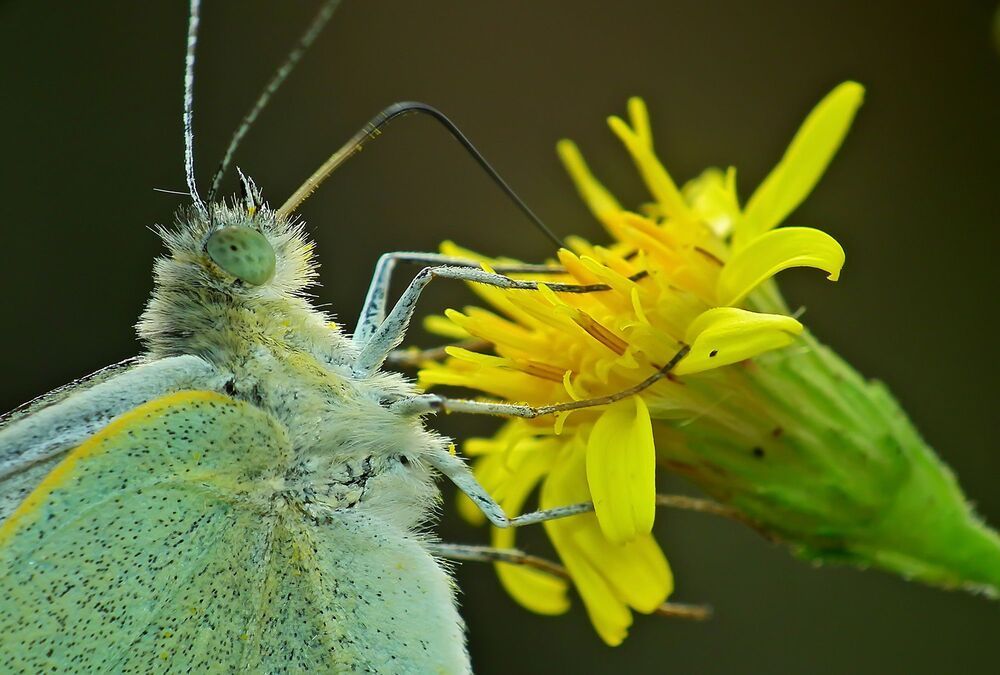butterfly
Akın Acar