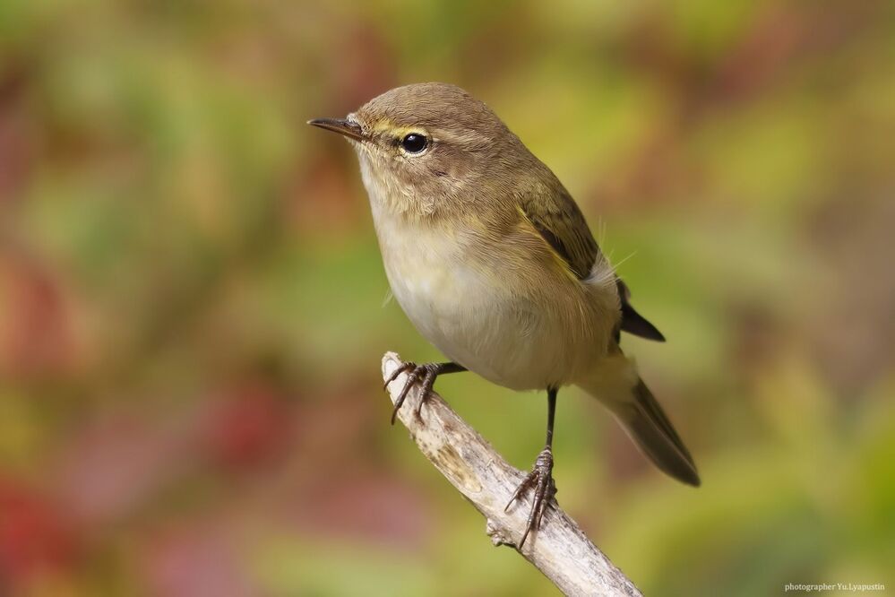 Chiffchaff.