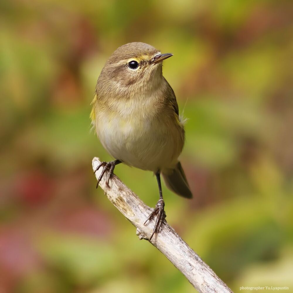 Chiffchaff.