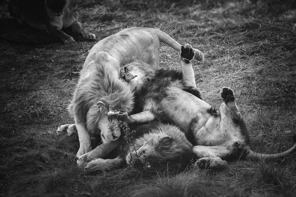 Lions